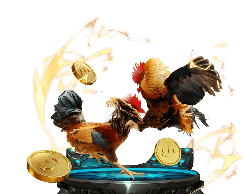 Các yếu tố phân tích đá gà Thomo: giống gà, phong độ, chiến thuật